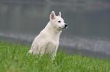 SIBERIAN HUSKY 1024